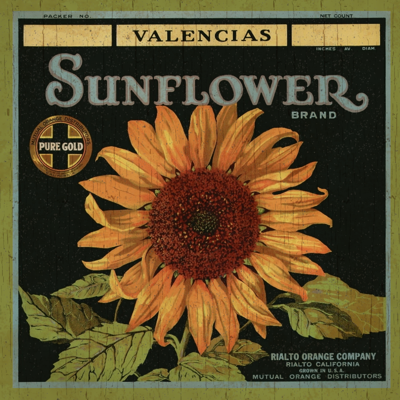 california-sunflower